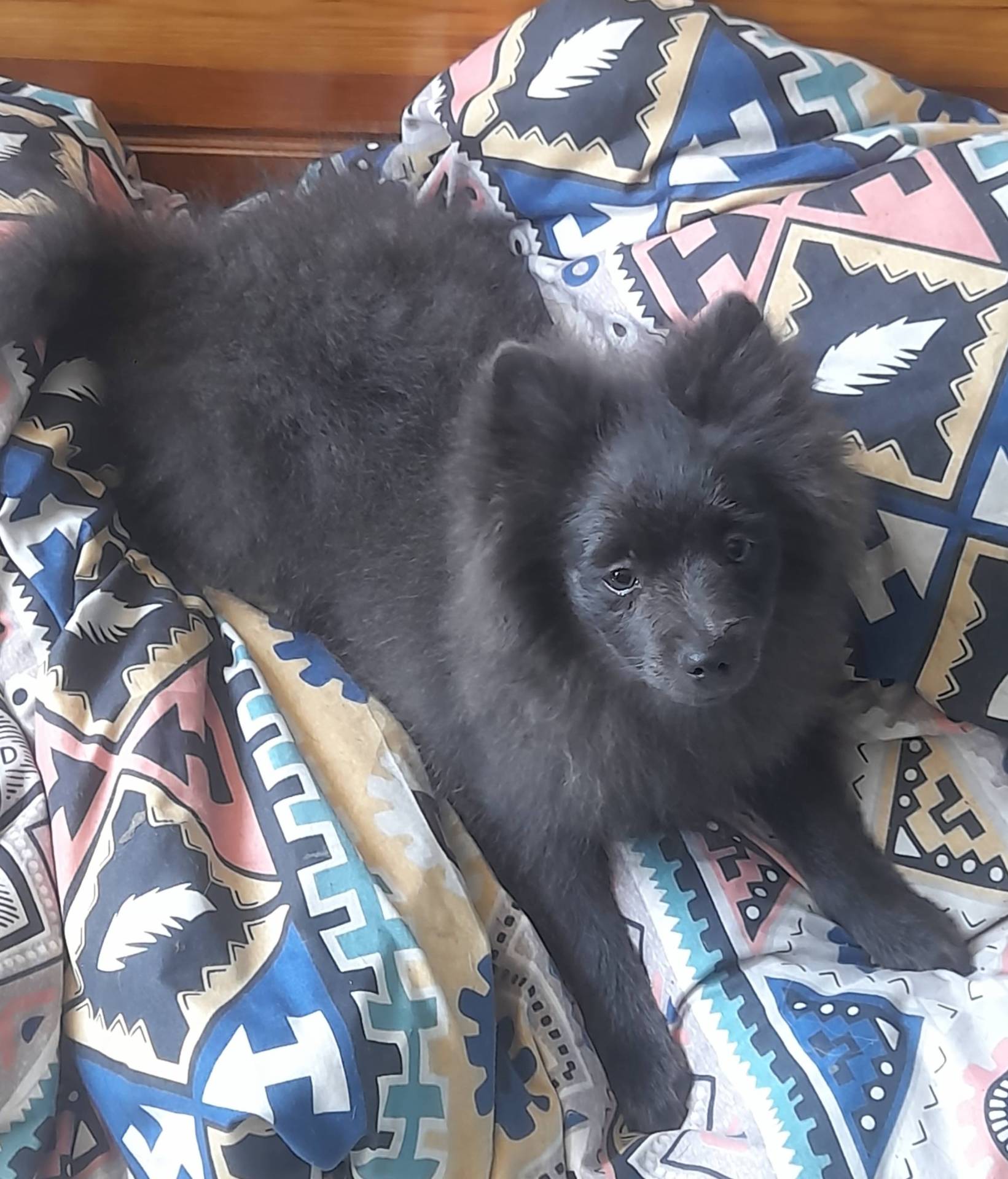 Chiot Spitz femelle taille petite   troisième