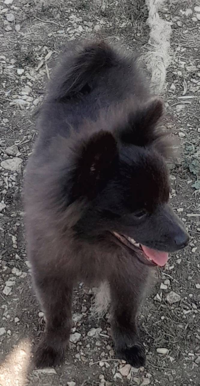 Chiot Spitz femelle taille petite   huitième