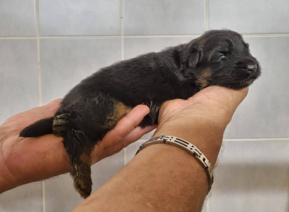 Chiots Berger Allemand Poil Long