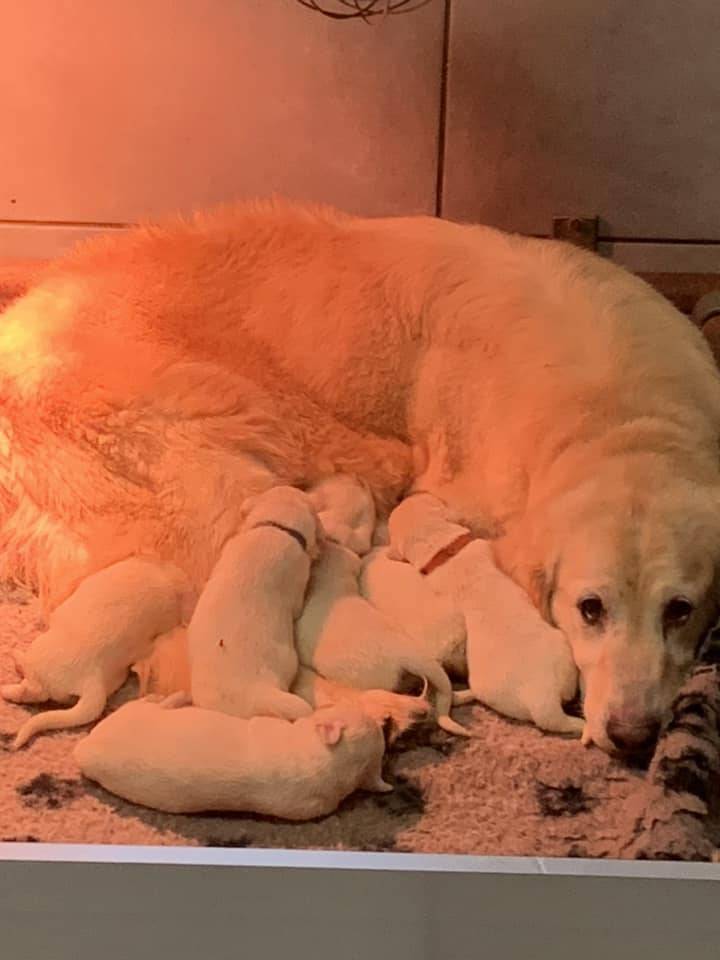 Magnifiques chiots goldinous à l'adoption huitième