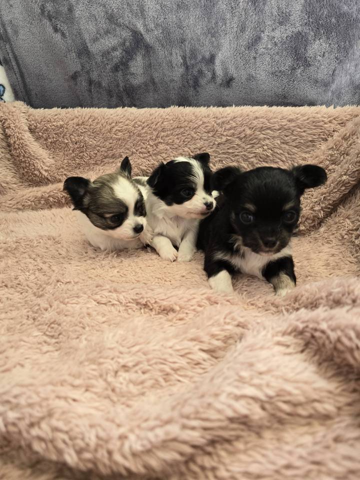 Chiots femelles Lof chihuahua poil long  