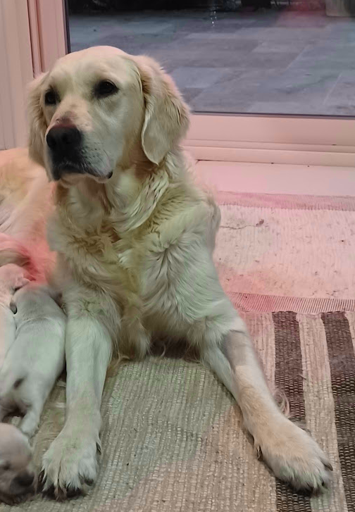 Golden Retrierver Non Lof première