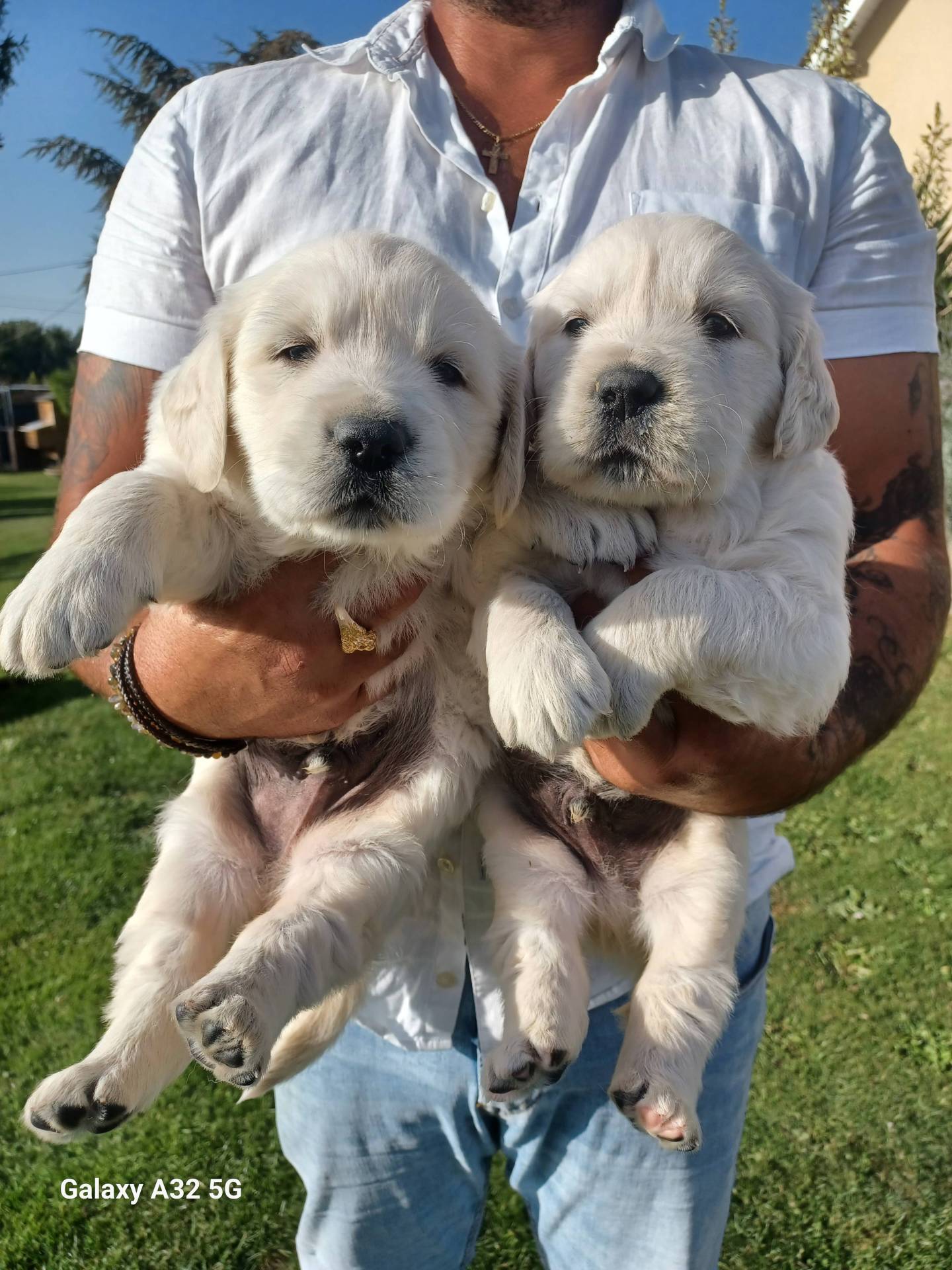 Golden Retrierver Non Lof quatrième