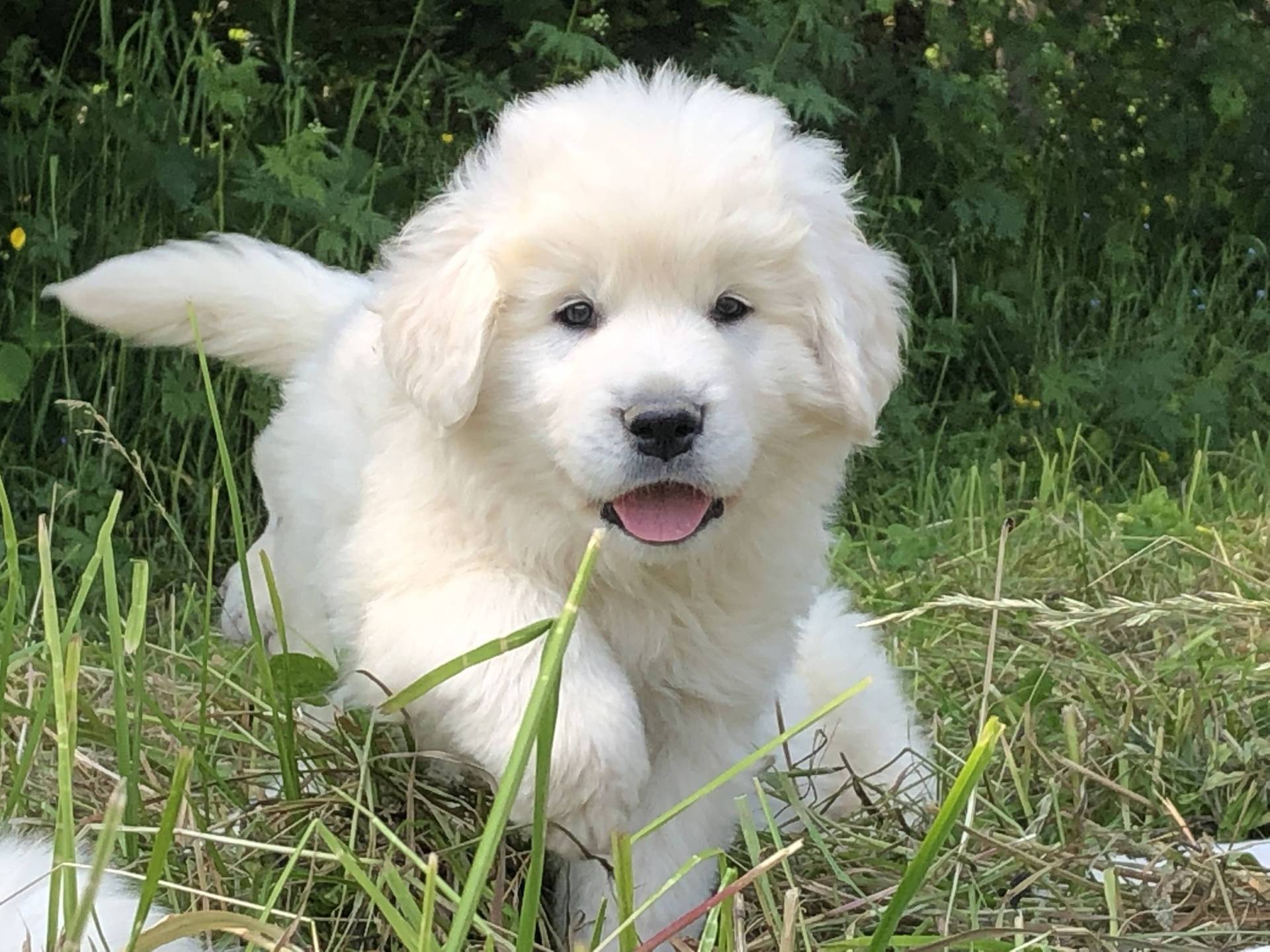 Chiots Berger de Podhale Lof troisième