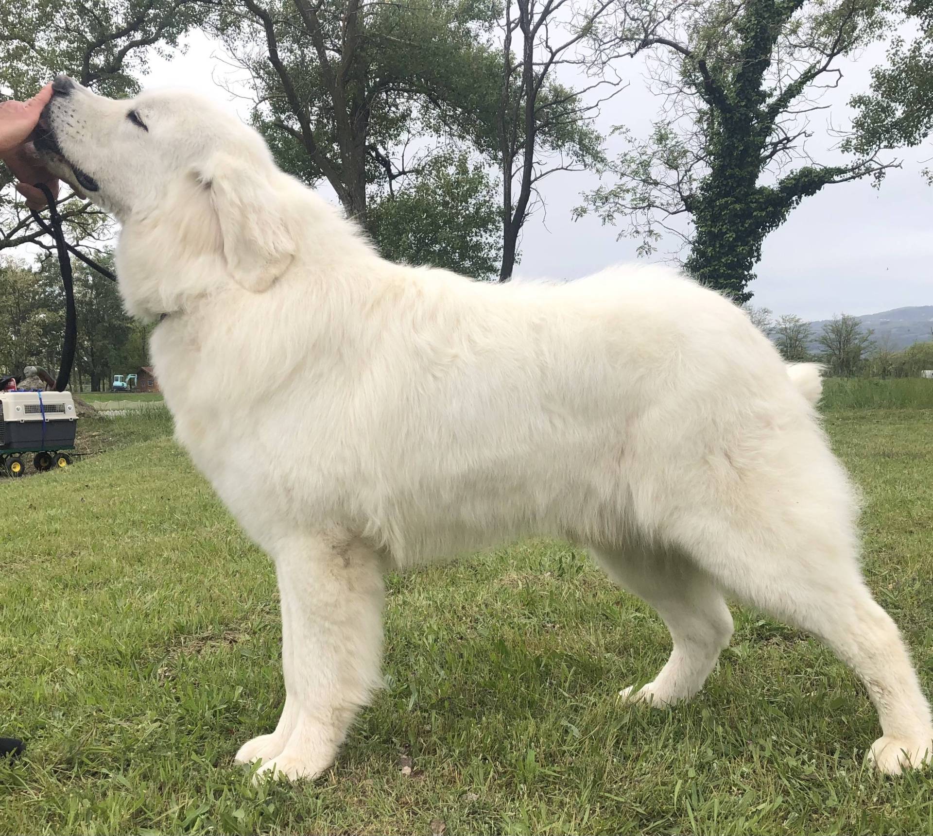 Chiots Berger de Podhale Lof cinquième