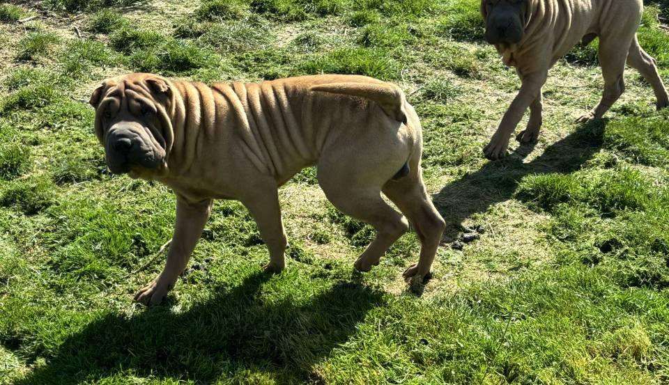 Magnifique chiot mâle shar peï Lof