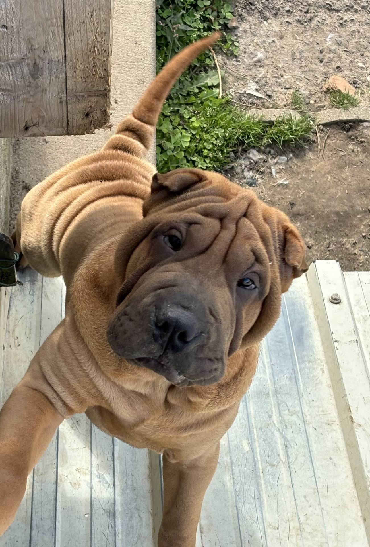 Magnifique chiot mâle shar peï Lof septième