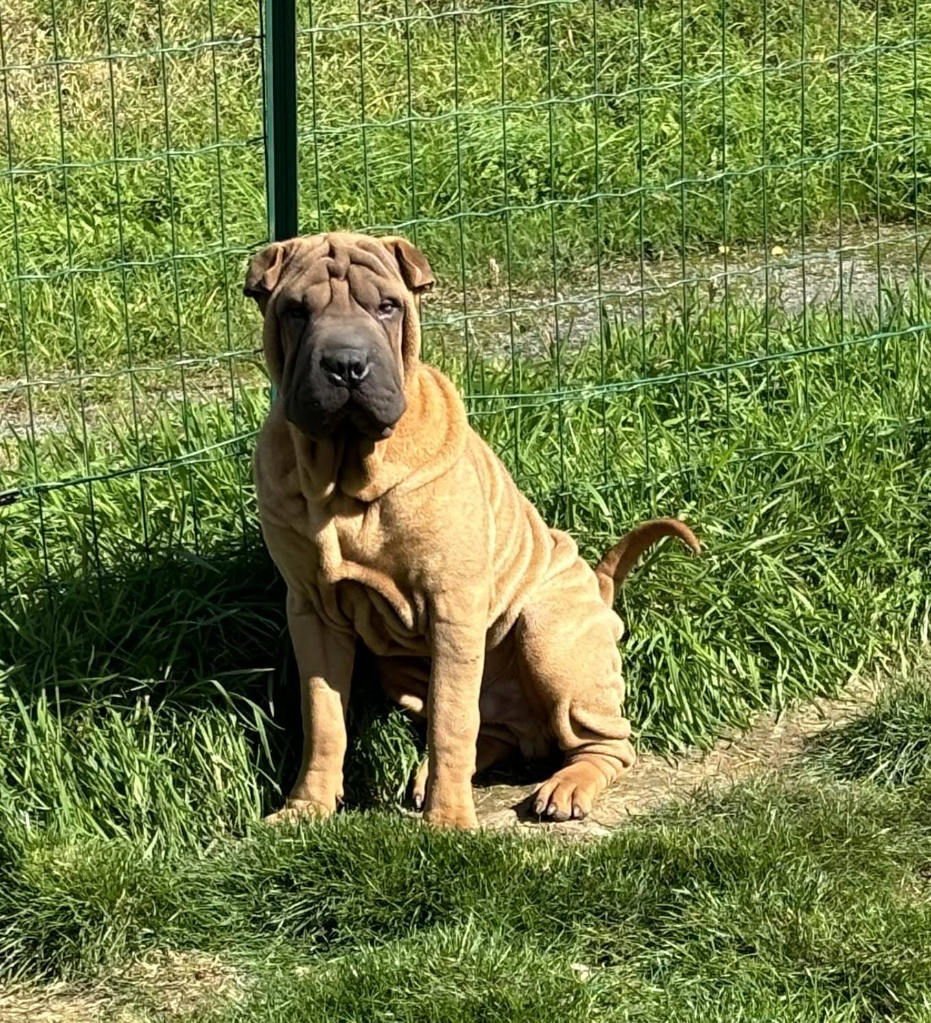 Magnifique chiot mâle shar peï Lof troisième