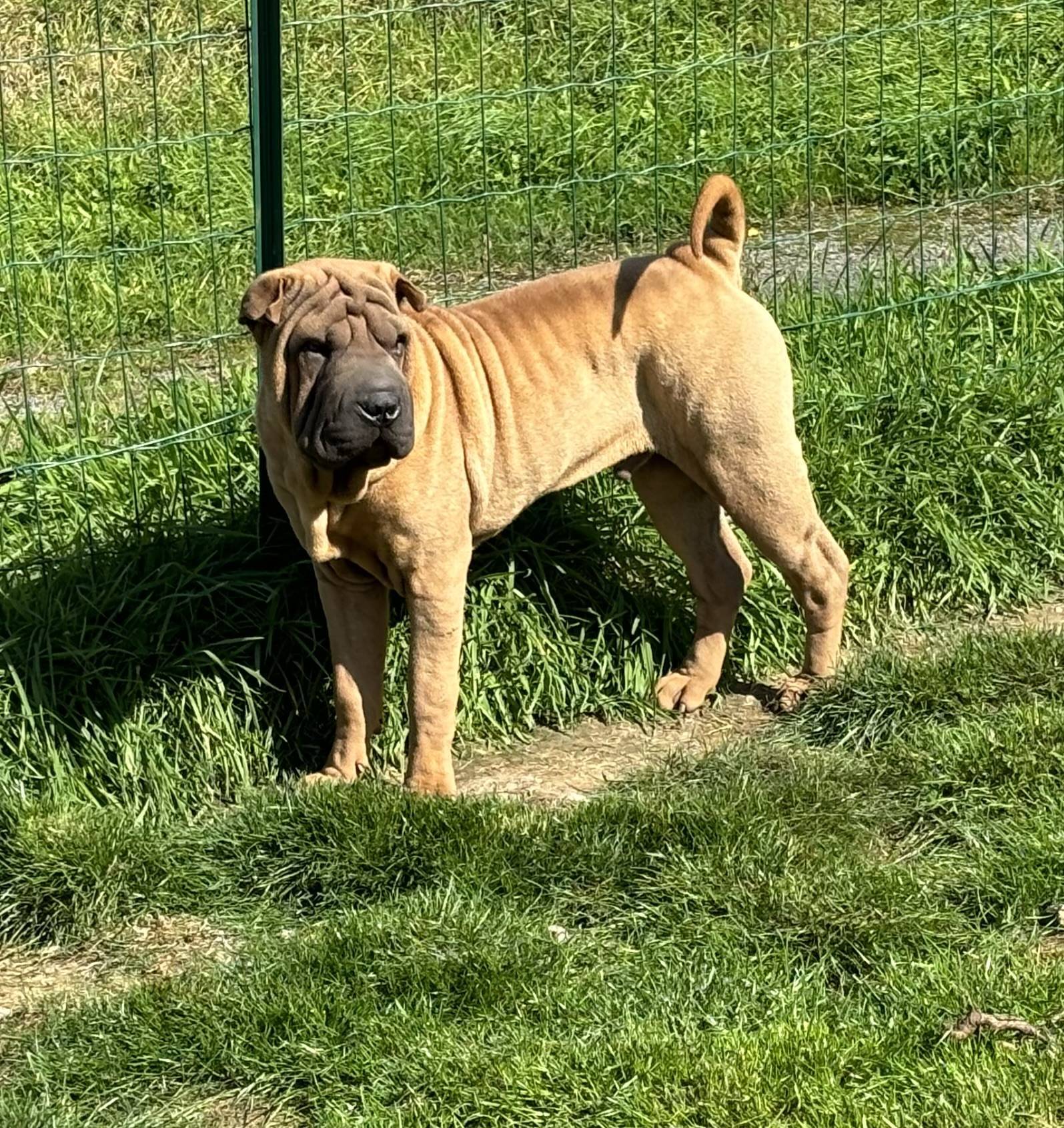 Magnifique chiot mâle shar peï Lof septième