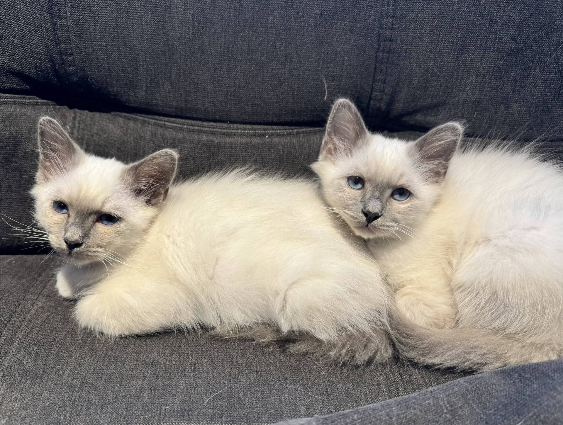 Chatons Sacré de Birmanie Loof  troisième