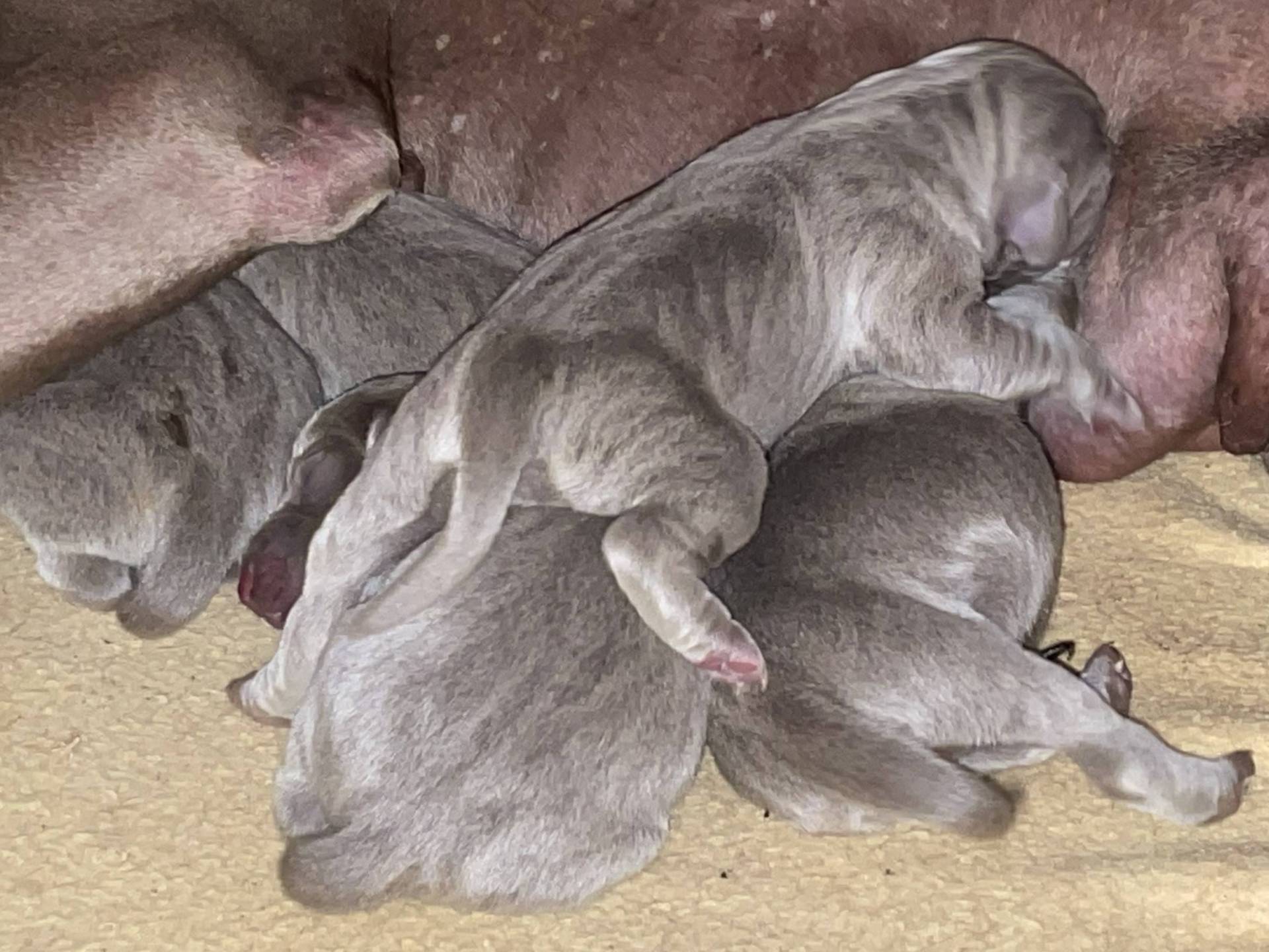 Chiots braque de Weimar Lof à réserver troisième