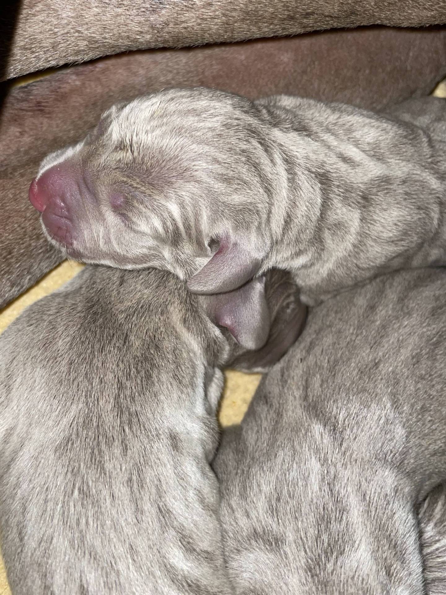 Chiots braque de Weimar Lof à réserver septième